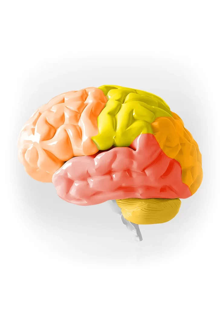 BeWell Chiropractic Brain Diagram