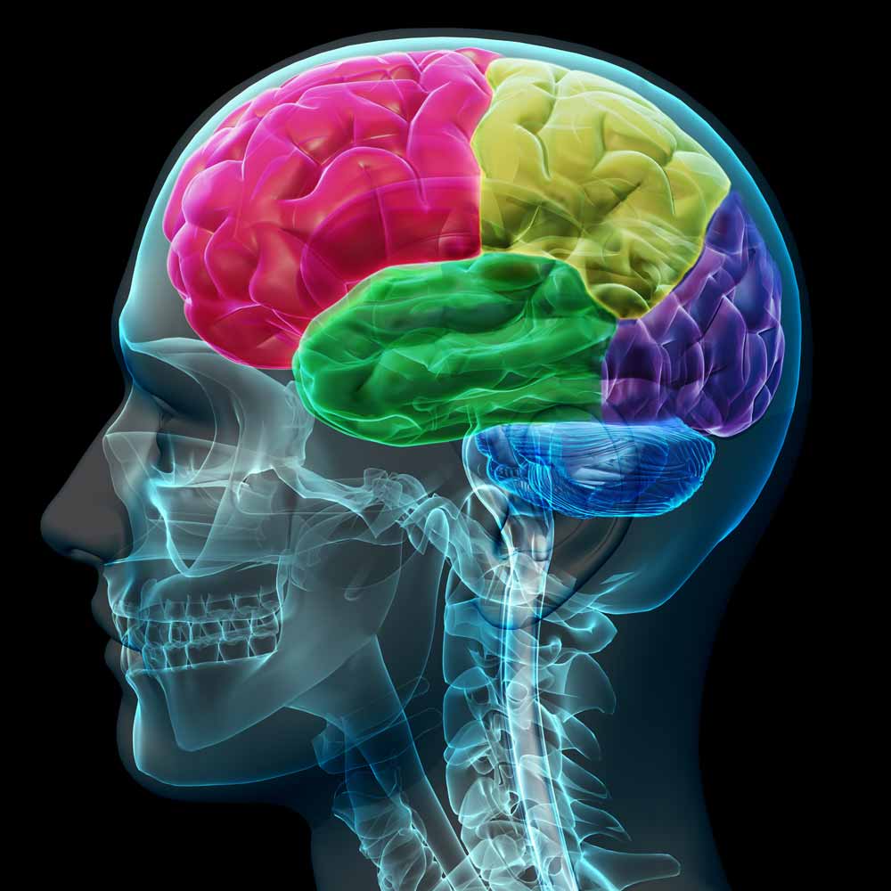 Lobes of the brain